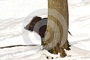 Wild boar hiding behind tree