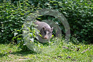 Wild boar in high nettle