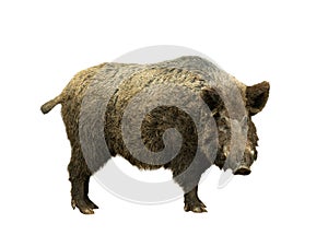 Wild boar isolated on white background