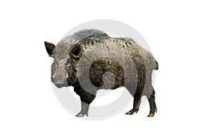 Wild boar isolated on white background