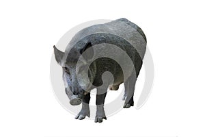 wild boar isolated on white background