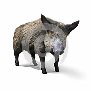 Wild boar isolated on a white background.