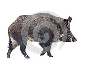 Wild boar isolated on white background standing in the winter snow in Canada