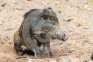 Wild boar juvenile