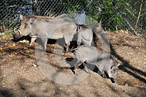 Wild boar London Zoo