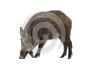 Wild boar looking down, isolated