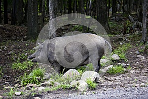 Wild Boar looking for food.