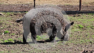 Wild boar is looking for food. Wildlife.
