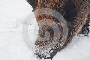 Wild boar looking for food in winter (Sus scrofa)