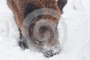 Wild boar looking for food in winter (Sus scrofa)