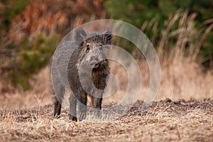 Wild boar looking to the camera on dry meadow in fall