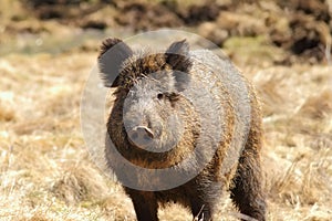 Wild boar looking towards the camera