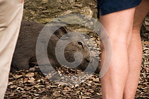 Wild boar lying on the ground.