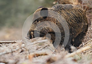 Wild boar male, Bavaria photo