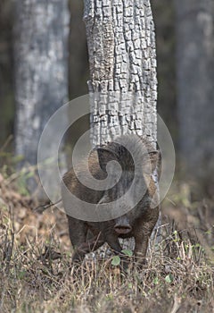 Wild Boar male feeding in the forest