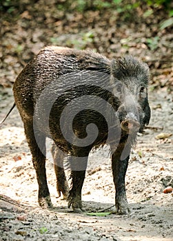 Wild boar male feeding in the jungle
