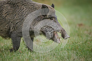 Wild boar, male, foraging for apples