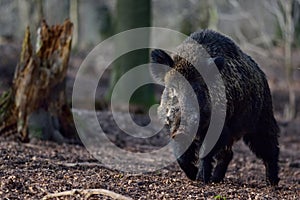 Wild boar male in the forest