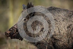 Wild boar male in the forest