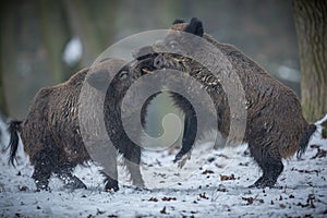 Wild boar male in the forest