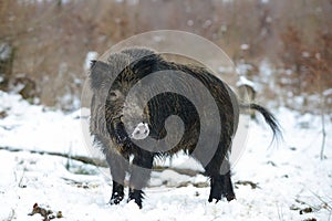 Wild boar male in the forest, winter