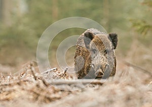 Wild boar male in German forest photo