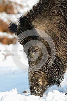 Wild boar male head portrait, winter