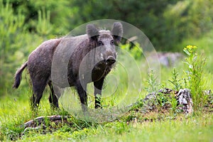 Wild boar male with long white tusks looking on glade with stumps