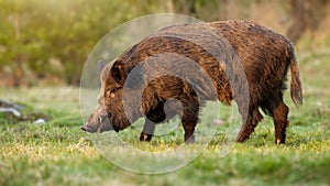 Wild boar male with long white tusks peeking from snout in springtime nature