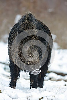 Wild boar, male in the winter