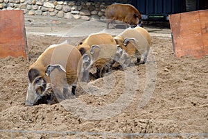 Wild boar in the Moscow zoo