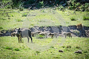 Wild boar mother protecting children