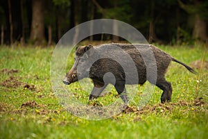 Wild boar on the move