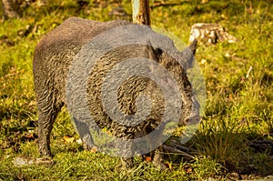 Wild boar after a mud bath in Quebec, Canada.