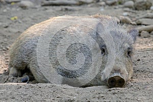 Wild Boar in the Mud photo