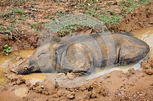 Wild Boar in Mud Pool