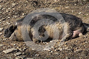 Wild boar in the mud photo