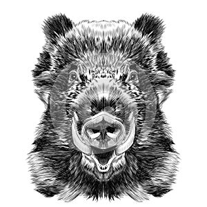 Wild boar muzzle sketch vector graphics