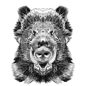 Wild boar muzzle sketch vector graphics photo