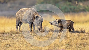 Wild boar in natural habitat on Veluwe