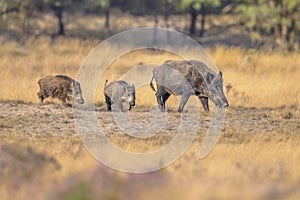 Wild boar in natural habitat on Veluwe