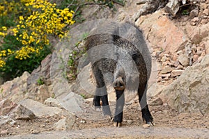 Wild boar in nature. Liguria. Italy