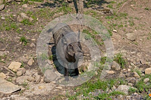 Wild boar in a nature reserve in Canada