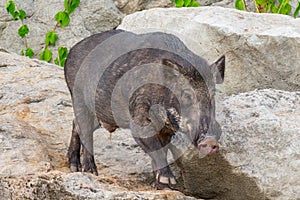 Wild boar