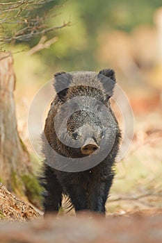 Wild boar with one eye