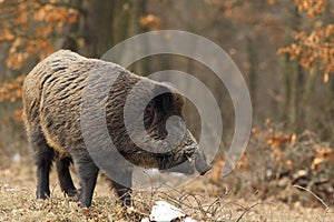 Wild boar with open chap photo
