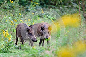 Wild boar pack looking for food in a forest clearing