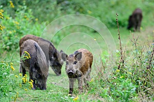 Wild boar pack looking for food in a forest clearing