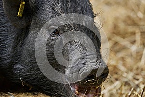 Wild boar in the Papiliorama Zoo in Switzerland, close-up