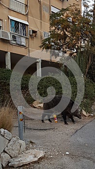 Wild boar on the path at residential area